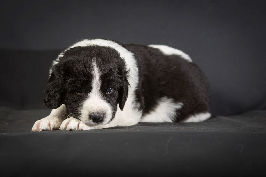 Carmen Battaglia Breeding Better Dogs Carmen Battaglia Breeding Better Dogs
